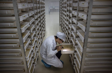 参考写真 (Photo by Kevin Frayer/Getty Images)