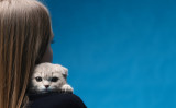 アメリカのミネソタ州のある女性は、飼っている猫の不可解な行動によって乳がんの潜在的な症状に気づき、間一髪で命拾いしました。画像はイメージ写真（primipil / PIXTA）