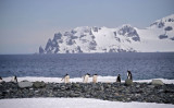2019年11月06日、南極大陸のサウスシェットランド諸島に生きるペンギン（Photo by JOHAN ORDONEZ/AFP via Getty Images）