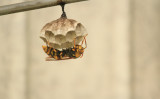 英国の除虫専門家であるラルフ・クルーズ氏は、最近、1メートルのスズメバチの巣を取り除きました。 写真は花の上で休んでいるスズメバチで、この記事とは関係ありません（ゆず / PIXTA）