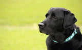 可愛い黒いラブラドール・レトリバーのレイダーは信じられない程の高い捜索スキルを持つパ−フェクトなK9（警察犬）です。写真は記事と関係ありません（チュン子 / PIXTA）
