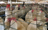 鹿児島県出水市は15日、市内の採卵鶏農場で高病原性の「H5型」鳥インフルエンザが確認されたと発表した。参考写真 （Photo credit should read ASIF HASSAN/AFP via Getty Images）