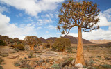 写真南アフリカの西ケープ州の砂漠には、世界の多肉植物の3分の1が生息しています。 （Shutterstock）