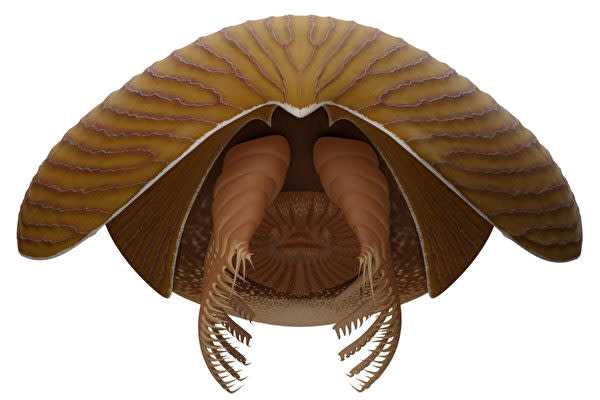 カナダロッキー山脈のバージェス頁岩から、カンブリア紀に絶滅した動物の化石が発見された。 写真は本種の正面からのリカバリー（J.-B. Caron and J. Moysiuk/Wikimedia Commons）