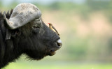 こちらは水牛によるイメージ写真です（Shutterstock）