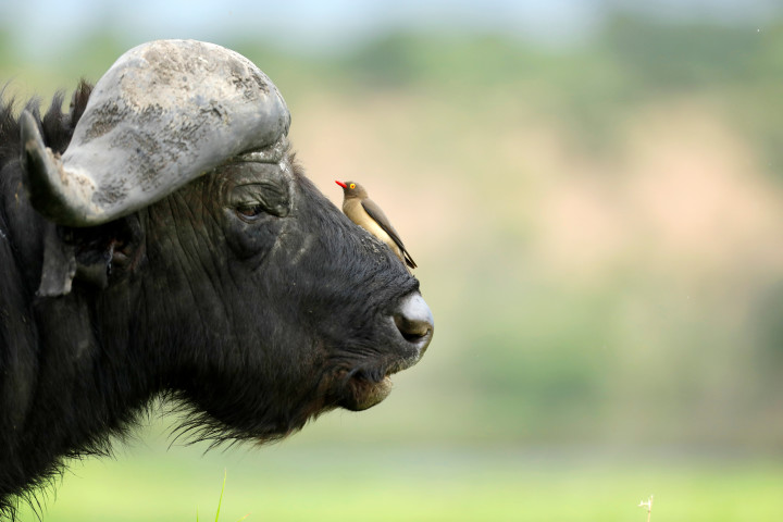 こちらは水牛によるイメージ写真です（Shutterstock）