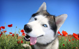 飼い主を楽しませるために変顔を連発するという面白い癖があるハスキー犬　 写真はイメージ画像です （Shutterstock）