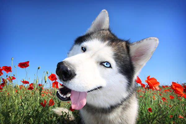 飼い主を楽しませるために変顔を連発するという面白い癖があるハスキー犬　 写真はイメージ画像です （Shutterstock）