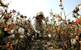 新疆ウイグル自治区で綿花の収穫を行う女性。2005年撮影（Guang Niu/Getty Images）