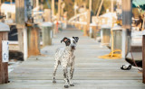 トルコのイスタンブールに住んでいる野良犬のボジーは、1日4回、自分で車や船を使って移動しています。 上の犬は、この記事とは関係ありません。（Shutterstock）