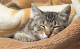 家の中で使っていない毛布などがあれば、猫が休めるように柔らかいクッションとして利用できます。何か所に置いてもいいでしょう。 （Photo/Shutterstock）