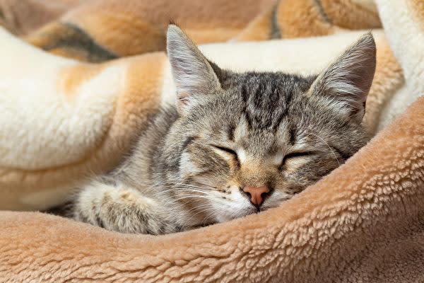 家の中で使っていない毛布などがあれば、猫が休めるように柔らかいクッションとして利用できます。何か所に置いてもいいでしょう。 （Photo/Shutterstock）