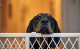 この「ルー」という名のクーンハウンド犬は、今年9月にギネス世界記録に「最も耳の長い犬」として正式に認定されました。この犬の画像は参考写真です（Shutterstock）
