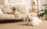 マンションで犬を飼いたい場合は、マンションに住むのに適した犬種を選ぶのが一番です（Shutterstock）