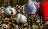 新疆ウイグル自治区で綿花の収穫を行う女性。2018年撮影（Photo by STR / AFP） / China OUT （Photo credit should read STR/AFP via Getty Images）