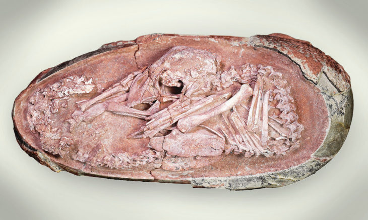 中国・江西省で発見された孵化（ふか）する直前の恐竜の卵の化石 （SWNS）