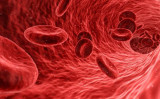 血液中の赤血球の図。（Shutterstock）