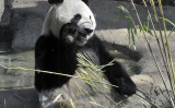 上野動物園のジャイアントパンダ「シンシン」。2011年4月1日撮影 （Photo credit should be read YOSHIKAZU TSUNO/AFP via Getty Images）