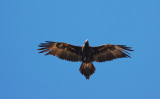 写真は、オナガイヌワシの滑空のようすです。（AAK Nature Watch / PIXTA）