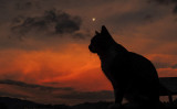 犬と間違われるほど大きな猫、メインクーン（Shutterstock）