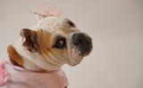 犬の顔や感情は人間にとって読み取りやすいなどと言っている学者もいますが 「ミセス・アイブロウ」の場合は、そのコミカルな姿がとにかくたまらないのです。この写真は記事とは関係ないイメージ写真です（hiro-ks / PIXTA）