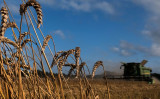 ウクライナ危機により、小麦の先物相場が急騰している（Photo by JOEL SAGET/AFP via Getty Images）
