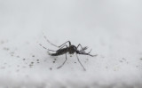 オキシテック社が遺伝子組み換えを施した蚊。2016年10月26日撮影（Miguel Schincariol/AFP via Getty Images）
