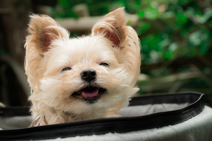 本当に笑っている Instagramのスターになった老犬 大紀元 エポックタイムズ