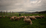 本件と関係ない放牧中の羊（Photo by JORGE GUERRERO / AFP） （Photo by JORGE GUERRERO/AFP via Getty Images）